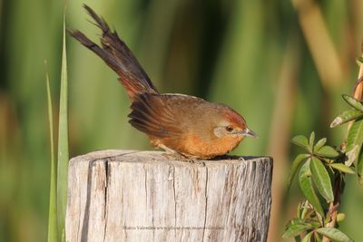 Orange-brested Thornbird - Phacellodomus ferrugineigula