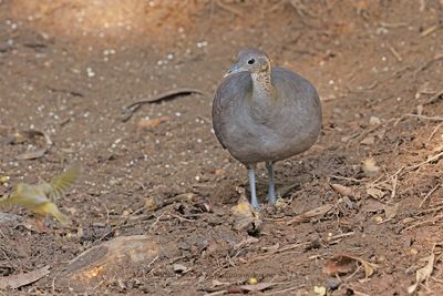 Solitary Tinamou - Tinamus solitarius