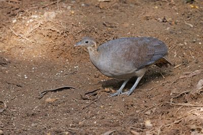 Solitary Tinamou - Tinamus solitarius