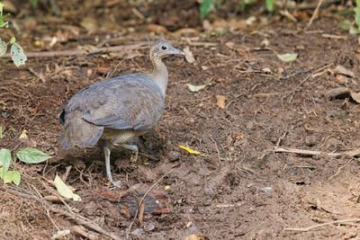 Solitary Tinamou - Tinamus solitarius