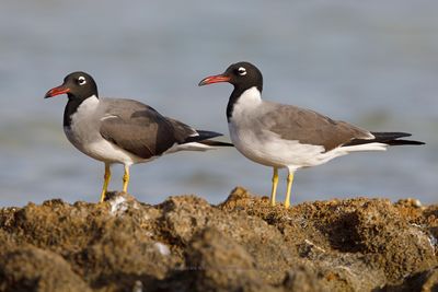 White-eyed Gull - Larus leucophtalmus