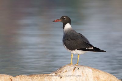 White-eyed Gull - Larus leucophtalmus