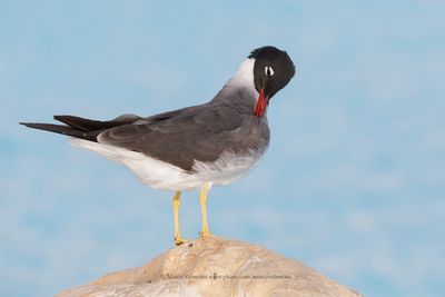 White-eyed Gull - Larus leucophtalmus