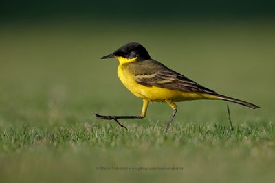 Yellow wagtail - Motacilla flava