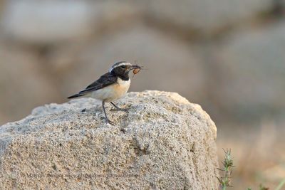 Cyprus Wheatear - Oenanthe cypriaca