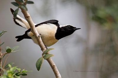 Cyprus Wheatear - Oenanthe cypriaca