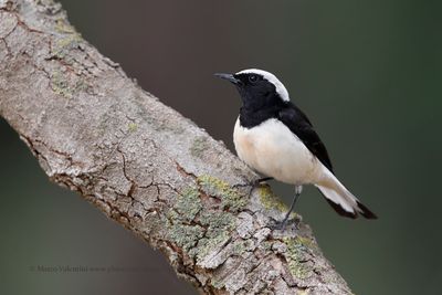 Cyprus Wheatear - Oenanthe cypriaca