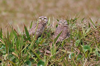 Burrowing owl - Athene cunicularia