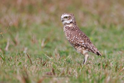 Burrowing owl - Athene cunicularia