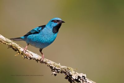 Blue Dacnis - Dacnis cayana