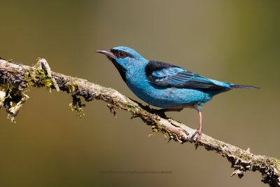 Blue Dacnis - Dacnis cayana