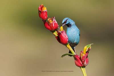 Blue Dacnis - Dacnis cayana