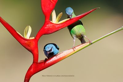 Blue Dacnis - Dacnis cayana