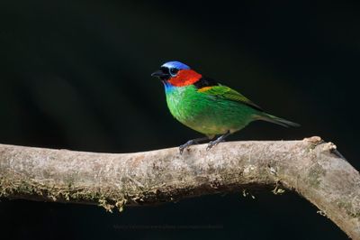 Red-necked Tanager - Tangara cyanocephala