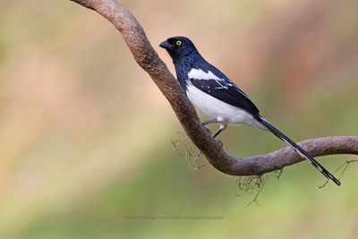 Magpie tanager - Cissopis leverianus