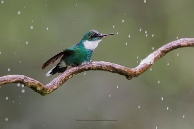 White-throated Hummingbird - Leucochloris albicollis