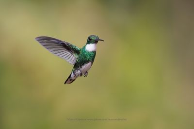 White-throated Hummingbird - Leucochloris albicollis