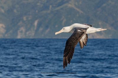 Northern Royal Albatross - Diomedea sandfordi
