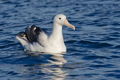 Northern Royal Albatross - Diomedea sandfordi