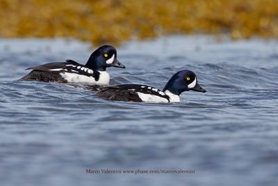 Barrow's Goldeneye - Buchepala islandica