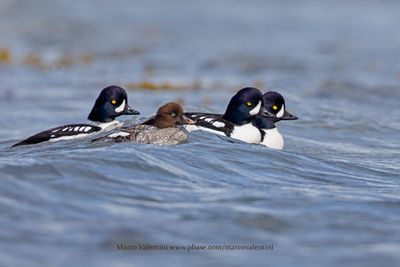 Barrow's Goldeneye - Buchepala islandica