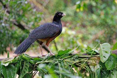 Blue-billed Curassow - Crax alberti