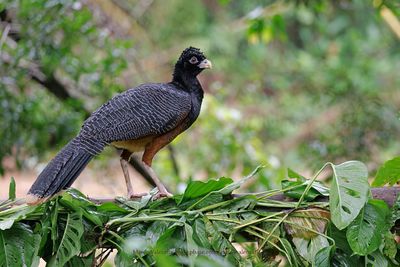Blue-billed Curassow - Crax alberti