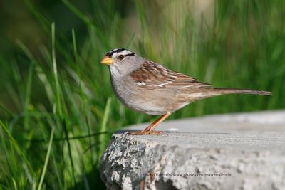 White-crowned Sparrow - Zonotrichia leucophrys