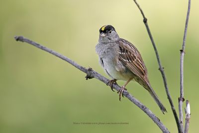 Golden-crowned Sparrow - Zonotrichia atricapilla