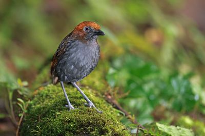 Chestnut-naped Antpitta - Grallaria nuchalis