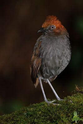 Chestnut-naped Antpitta - Grallaria nuchalis