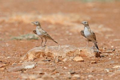 Greater Short-toed Lark - Calandrella brachydactyla