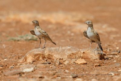 Greater Short-toed Lark - Calandrella brachydactyla