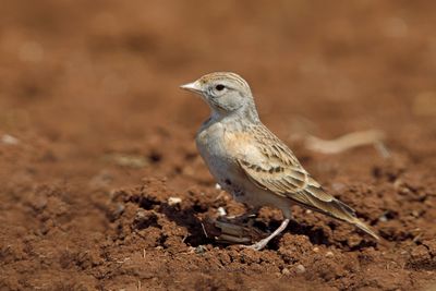 Greater Short-toed Lark - Calandrella brachydactyla