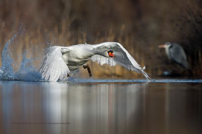 Mute swan - Cygnus olor