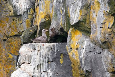 Northern fulmar - Fulmarus glacialis