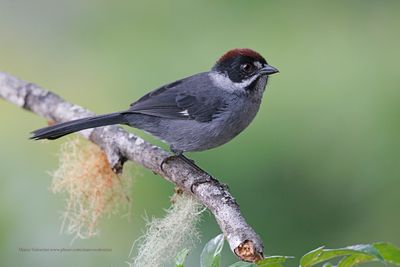 Slaty Brushfinch - Atlapetes schistaceus