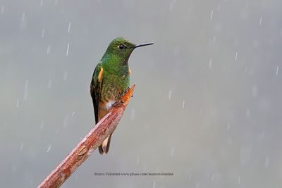 Buff-tailed Coronet - Boissonneaua flavescens