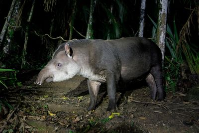 Tapir - Tapirus terrestris