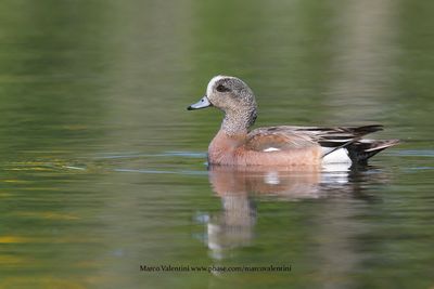 American Wigeon - Anas americana