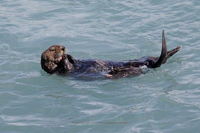 Sea otter - Enhydra lutris
