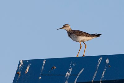 Lesser Yellowlegs - Tringa flavipes