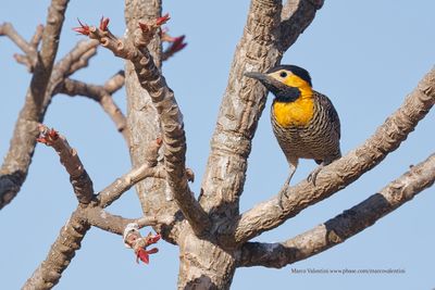 Campo flicker - Colaptes campestris