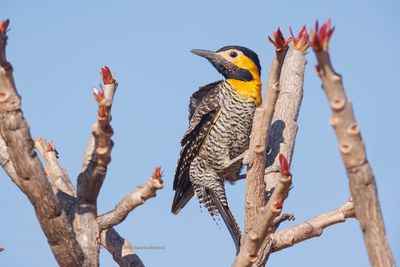 Campo flicker - Colaptes campestris