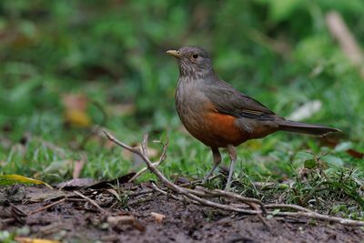 Rufuos-bellied Thrush - Turdus rufiventris