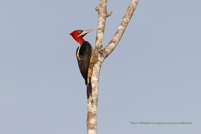 Robust Woodpecker - Campephilus robustus