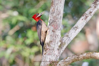 Robust Woodpecker - Campephilus robustus