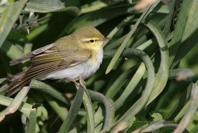 Wood warbler - Phylloscopus sibilatrix