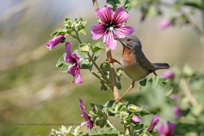 Subalpine warbler - Sylvia cantillans