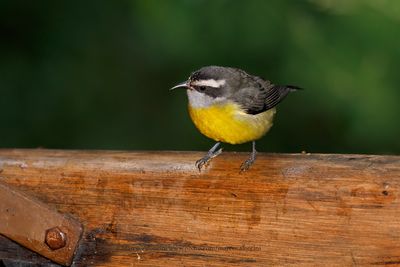Bananaquit - Coereba flaveola